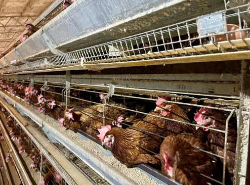 Battery hens saved by WGAC.