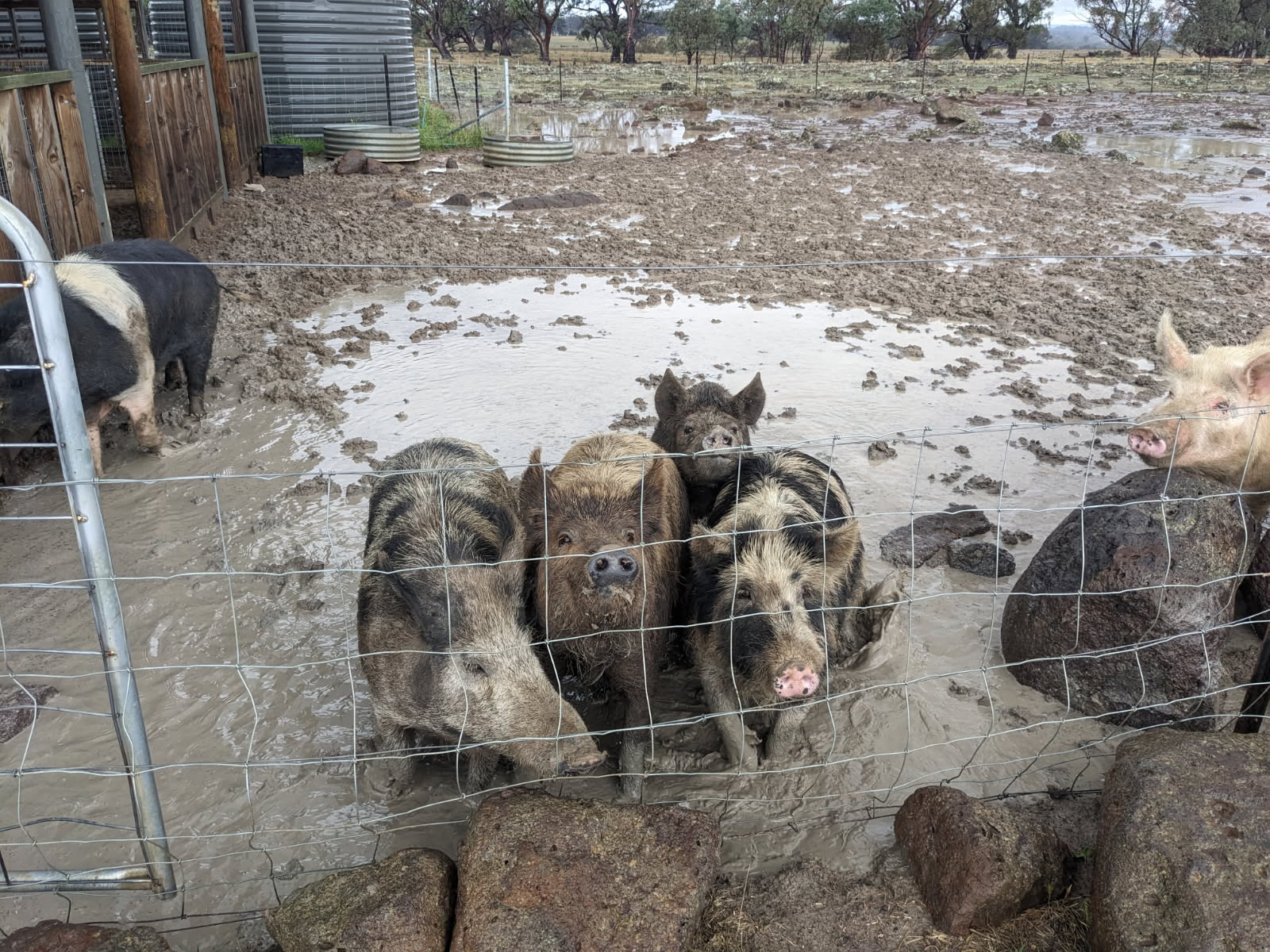 Pig Enclosure Groundworks & Fencing Improvements For Loki's Lodge