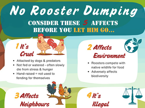 Byron Shire Rooster Dumping Pilot Program